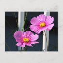 Buscar cosmo rosado postales Cosmos rosados