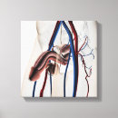 Buscar sistema reproductivo lienzos Órganos internos