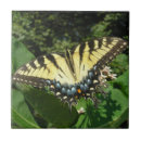 Buscar cola azulejos Insectos