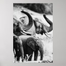 Buscar elefante blanco y negro posters Animales
