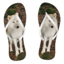 Buscar lobo blanco Para él