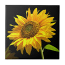 Buscar girasoles azulejos Naturaleza
