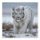 Buscar tigre blanco siberiano posters Vida silvestre