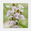 Buscar creta imanes Flor