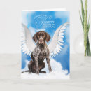 Buscar shorthair mascotas Perro