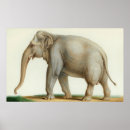 Buscar elefante indio posters Retro