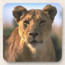 Buscar leones posavasos Fotografía