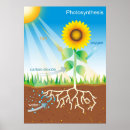 Buscar fotosíntesis posters Naturaleza