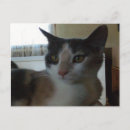 Buscar cats postales Deslumbrar