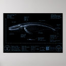 Buscar anatomía humana posters Esqueleto