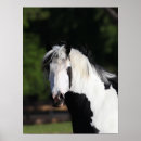 Buscar caballo gitano posters Langrish bob