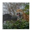 Buscar jaguares negros azulejos Gran gato
