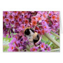 Buscar buddleia Insecto