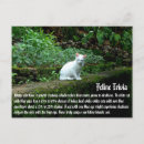 Buscar gatos blancos postales Animales