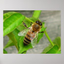 Buscar manosee posters Miel