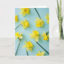 Buscar bulb tarjetas Daffodil