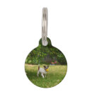 Buscar días collares Para mascotas