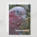 Buscar pecho invitaciones Rosa