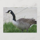 Buscar dicha postales Pájaros