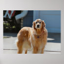 Buscar canina posters Recuperador dorado
