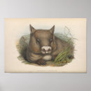 Buscar roedores posters Vintage