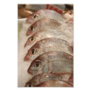 Buscar mordedor Pescados