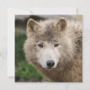 Buscar lobo blanco tarjetas Salvaje
