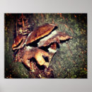 Buscar creencias fotografía Bosque
