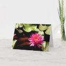 Buscar rosa waterlily tarjetas Lirio