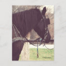 Buscar amish postales Animal
