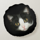 Buscar smoking cojines Gato del smoking