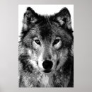 Buscar lobo blanco negro posters Lobos