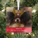 Buscar conejo del mascota adornos Divertido