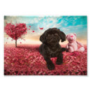 Buscar shihtzu posters Lindo
