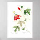 Buscar pasionaria Passionflower