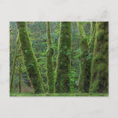 Buscar hojas grandes postales Bosque