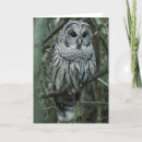 Buscar búho blanco tarjetas Gris