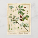 Buscar vintage botanical postales Para ella