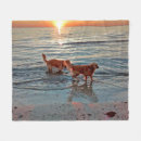 Buscar perros perdigueros de oro Golden retriever