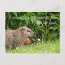 Buscar groundhog postales Parachoques