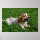 Buscar de cocker spaniel arte Rojo