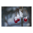 Buscar rojo carmesí posters Naturaleza