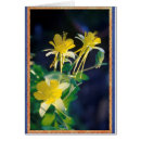 Buscar columbines Primavera
