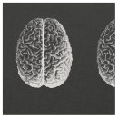 Buscar cerebro telas Anatomía