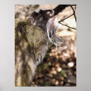Buscar monkey el de la pared posters General y unisex