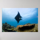 Buscar rayos de manta posters Raya