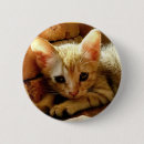 Buscar gatito chapas 9 º gata