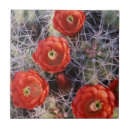 Buscar flor nacional azulejos Cactus