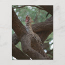 Buscar bostezo postales Al aire libre