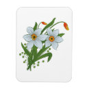 Buscar tulipanes blancos imanes Flor